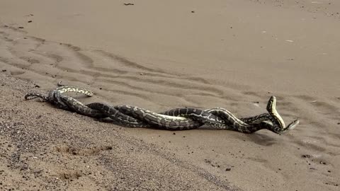 Two Male Carpet Pythons Fighting