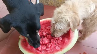 Dogs Share Watermelon Cubes on Hot Day