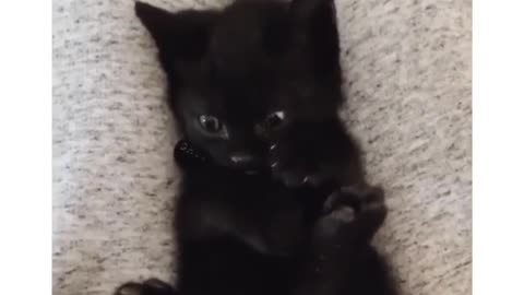 cute kitten 😊