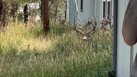 Herd of Mule Deer Trots Off into Town