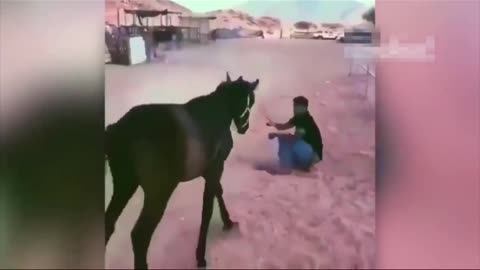 Horse protecting his owner