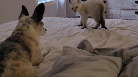 Baby Lynx Looks for Trouble With Chihuahua