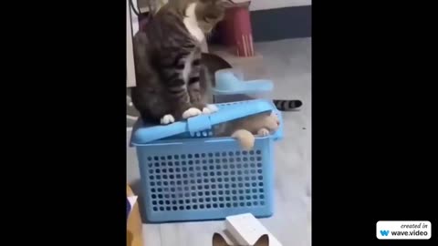 New Funny Animals 😂 Funniest Cats and Dogs Videos 😺🐶