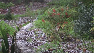 Hail storm, Adelaide Hills, South Australia