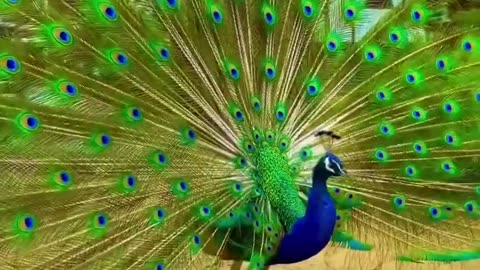 Peacock Dance