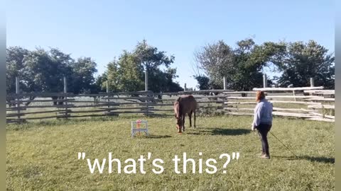 Hilarious baby horse brain