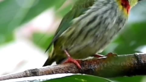 She is one cute bird, you can't stop watching her #coppersmith #barbet