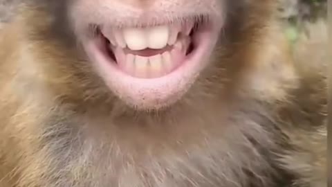 Funny monkey 🐒 🙈 just watch this 🤣 😂