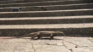 Giant monitor lizard searching for his lunch