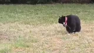 Cat and bird standoff