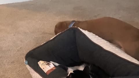 Pup Doesn't Want to Share Bed With Feline Friend
