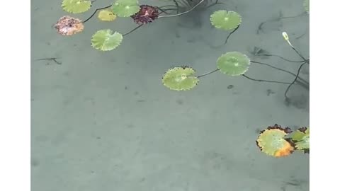 Cute turtle swimming in clear water