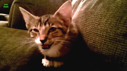 Funny Cats - Kittens Meowing Compilation