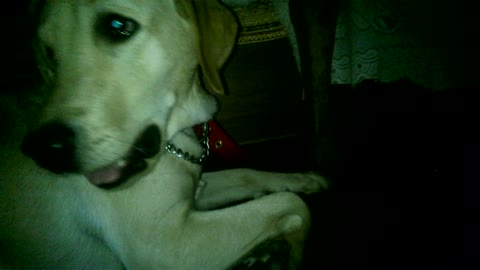 Labrador digging house floor