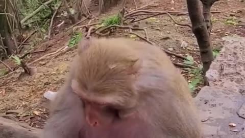 Monkey playing with balloons