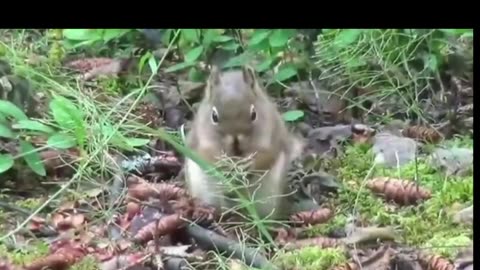 Squirrel's amazing moments