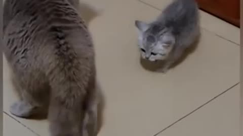ohh no cats meowing to attract cats angry #cats #meoing #kitten #dog