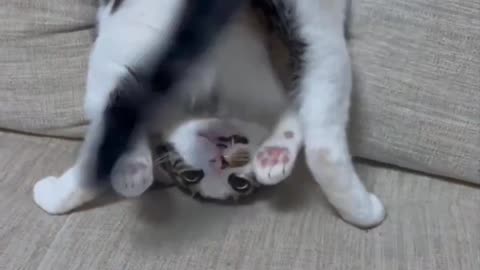 Katze macht Yoga