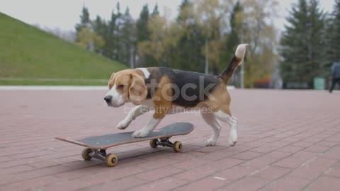 Funny dog skating 🐶 🤣😝😜