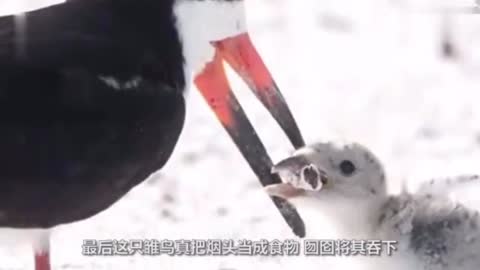 Feed cigarette butts to children as food!