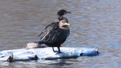 Double-crested Cormorants at Echo Lake Park