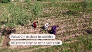 Chili crop devastated in Pakistan's spice capital