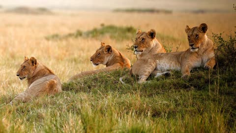 #kingofthejungle #wildlifeadventure #wildlife #lions #lionfamily 🐅🐆👍🙏
