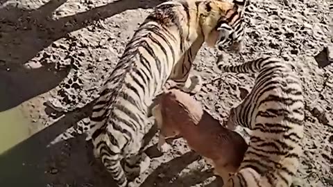 "Heartwarming Bond: Tigers Adopted by Female Dog