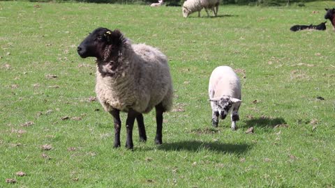 baby sheep and his mum