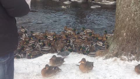 Winter, minus 15 degrees, feeding the hungry ducks on the river in Russia