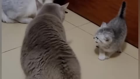 Funny cats fight 😂