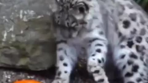 Snow leopard cubs playing with pumpkins and getting excited!