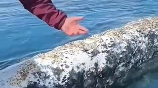 Shorts - Whale Gets Some Help