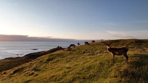 Magnificent Red Deer at Sunset _ Wild Scotland