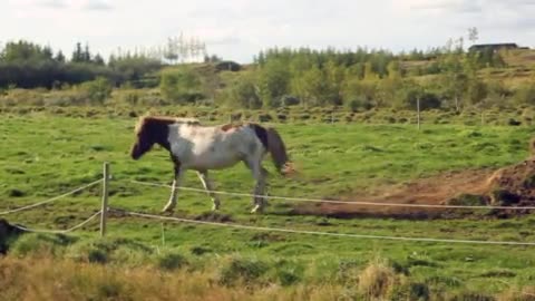 Horse Rolling Farm Animal Equine Equestrian Roll