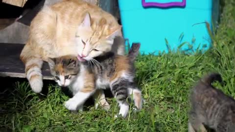 A cat playing with her cubs