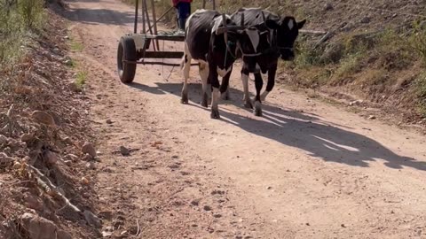 Brazilian Boy Rides Ox Cart