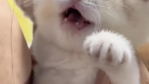 Cute funny cat playing