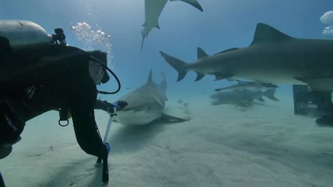 Daring Divers Encounter Hungry Tiger Sharks – Unbelievable Feeding Frenzy! 🌊😱