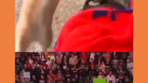 WWE & Cat