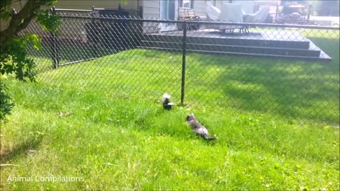 Baby Skunks Trying To Spray - Funniest Compilation