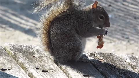 The squirrel of rodents, often lives on trees,