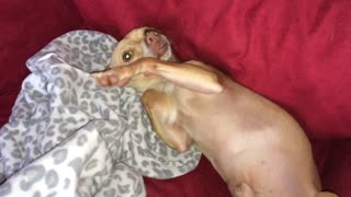 Cute Chihuahua loves belly rubs
