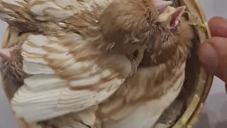 Agate Canary Thrive with This Feeding Routine!