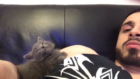 Kitten Slowly Lays Back and Falls Asleep