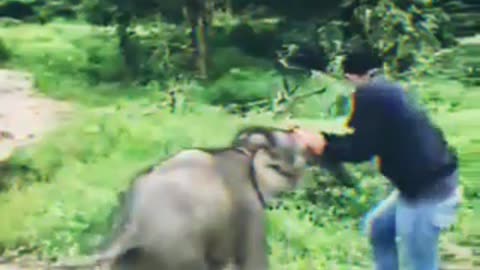 The funny thing is the baby elephant butted the human