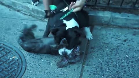 PITTBULL ATTACKS A DOG