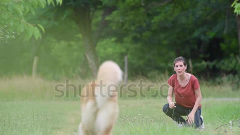 Woman plying boll with dogs