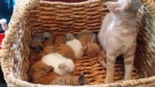 Kitten hops in basket full of baby bunnies