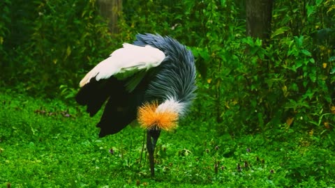 stork ibis crou and other birds in the wild.